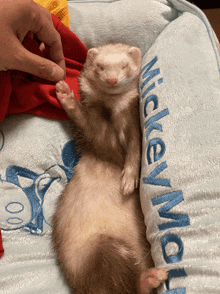 a ferret laying on top of a mickey mouse blanket