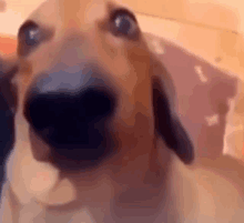 a close up of a dog looking at the camera with a surprised look on its face .