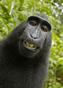 a close up of a monkey 's face with a smile on it 's face