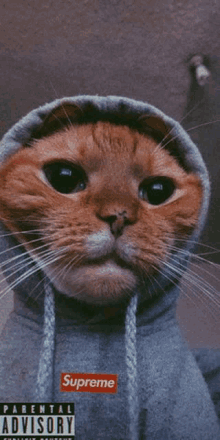 a cat is wearing a supreme hoodie on a parental advisory cover .