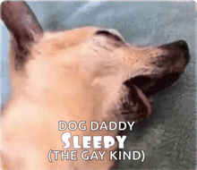 a close up of a dog with the words dog daddy sleepy ( the gay kind ) above it