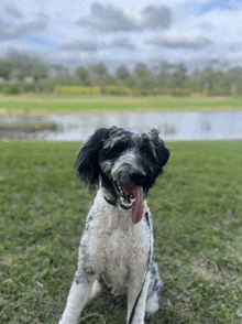 a black and white dog with its tongue hanging out