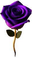 a purple rose with green leaves on a white background