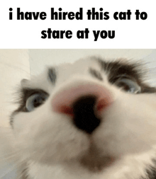 a close up of a cat 's face with a caption that says " i have hired this cat to stare at you "