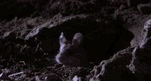 a mouse is laying in the dirt with a purple light shining on it