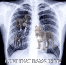 an x-ray of a person 's chest with the words " i got that dawg in me " below it