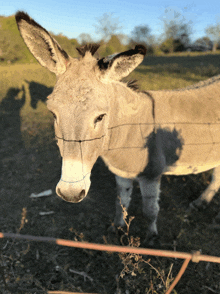 a donkey is standing in a field behind a barbed wire fence