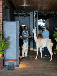 a man standing next to a white llama with a leash