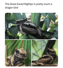 the great eared nightjar is pretty much a dragon bird according to a tweet