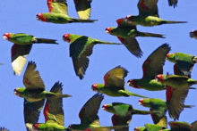 a flock of green and red birds are flying in the sky