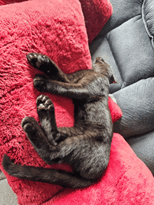 a cat laying on a red pillow on a couch