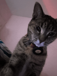 a close up of a cat 's face with a collar that has a circle on it