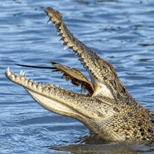 a crocodile is swimming in the water with its mouth open and a frog in its mouth .