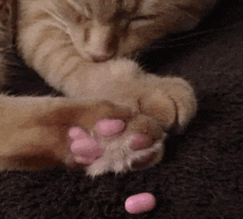 a cat with pink paws is playing with a pink pill on the floor .