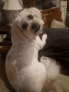 a small white dog is sitting on a person 's lap