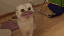 a white cat with pink lips is standing in a room .