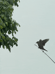 a small bird is perched on a wire with a tree in the background