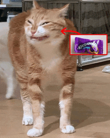 a cat making a funny face next to a candy wrapper that says kucharm