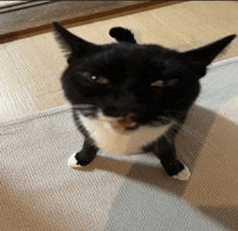 a black and white cat is standing on its hind legs on a carpet .