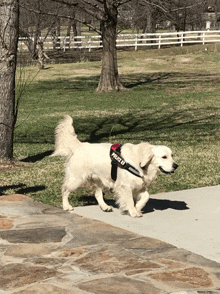 a dog wearing a harness that says police k9