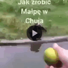 a video of a person holding a lemon with the words jak zrobic malpe w chuja in the corner