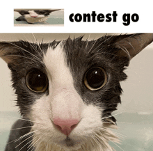 a picture of a wet cat next to a picture of a cat that says contest go