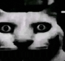 a black and white photo of a cat with big eyes and a hat on .