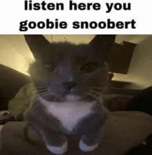 a gray and white cat with the words listen here you goobie snoopert above it