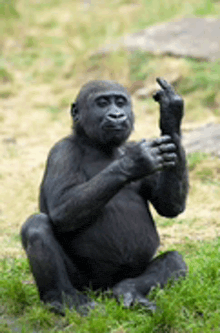 a gorilla is sitting on the grass and giving the middle finger .