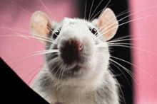 a close up of a mouse looking at the camera with a pink background