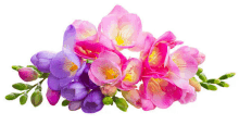 pink and purple flowers on a white background