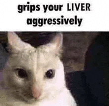 a white cat with a caption that says `` grips your liver aggressively ''