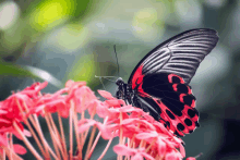 a black and red butterfly is sitting on a pink flower