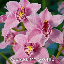 a bunch of pink orchids with the words " you are my orchid " on the bottom