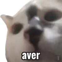 a close up of a cat with the word aver written on it