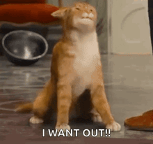 a cat is sitting on the floor with its eyes closed and says i want out