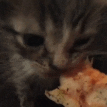 a cat is eating a slice of pizza .