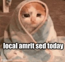 a cat wrapped in a blanket with the words `` local amrit sed today '' written above it .