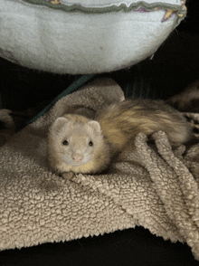 a ferret is laying on a blanket and looking up