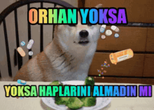 a dog is sitting at a table with a plate of broccoli and a caption that says orhan yoksa ..