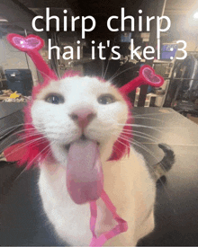 a white cat wearing a pink headband with hearts on it and the words chirp chirp hai it 's kel