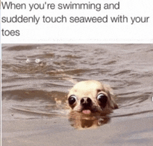 a dog is swimming in the water with a caption that says when you 're swimming and suddenly touch seaweed