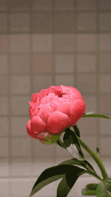 a close up of a pink flower with a tiled wall in the background