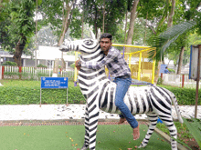 a man sits on a zebra statue in a park