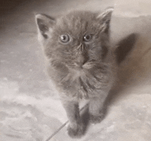 a small gray kitten is sitting on a tiled floor and looking up at the camera .