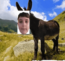 a donkey with a picture of a boy behind its ears