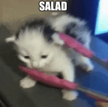 a kitten is holding a pair of scissors in its mouth and eating it .