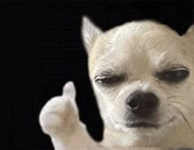 a small dog is giving a thumbs up sign on a black background