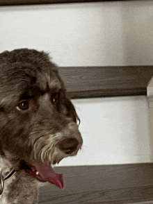 a close up of a dog 's face with its tongue sticking out