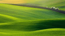 a lush green field with a few trees in the distance